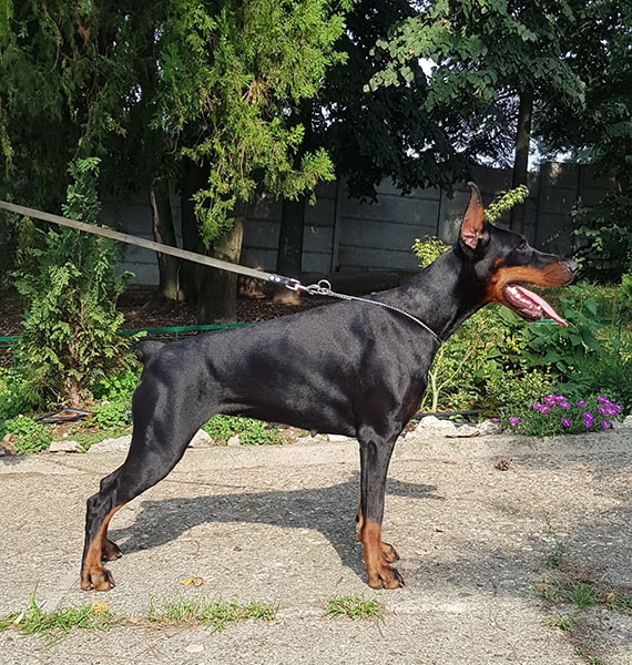 Izrafel Xena Xristina - Doberman Kennel - Izrafel