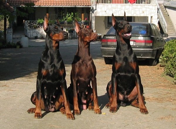 Trained doberman store