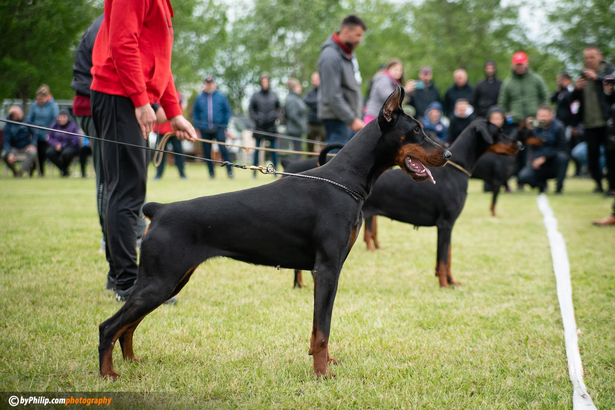 Doberman best sale kennel club